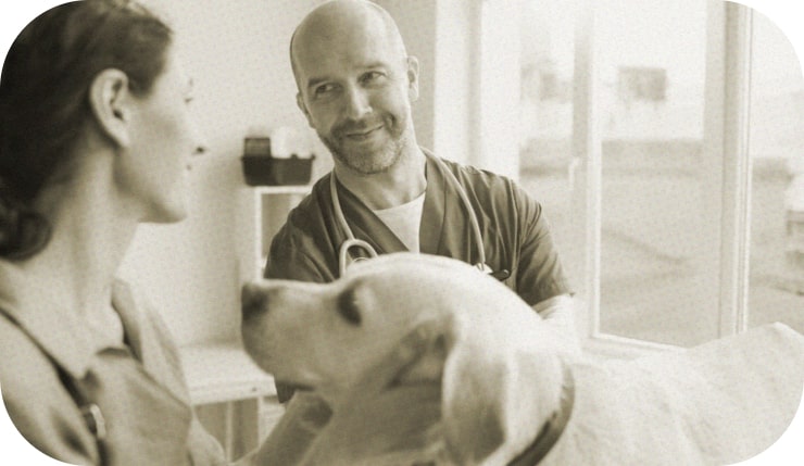 Neotec Vétérinaires I L'expert-comptable expert des vétérinaires